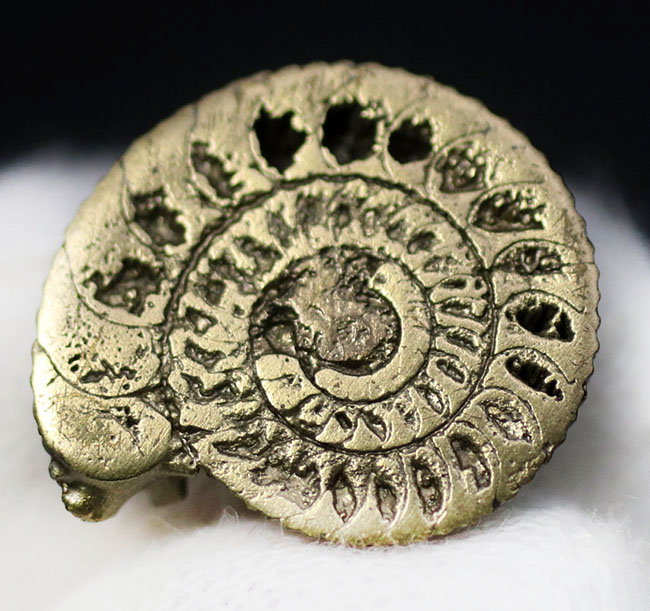 フランスのジュラ紀の地層から採れたバイライト（黄鉄鉱）化したアンモナイト（Ammonite）。珍しいハーフカット標本です（その5）