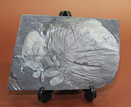シワまで保存された見事な保存上肢帯示す石炭紀の植物化石。オールドコレクション。（その1）