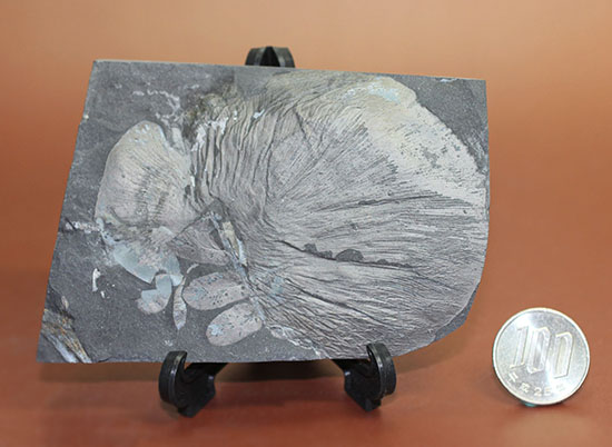 シワまで保存された見事な保存上肢帯示す石炭紀の植物化石。オールドコレクション。（その10）