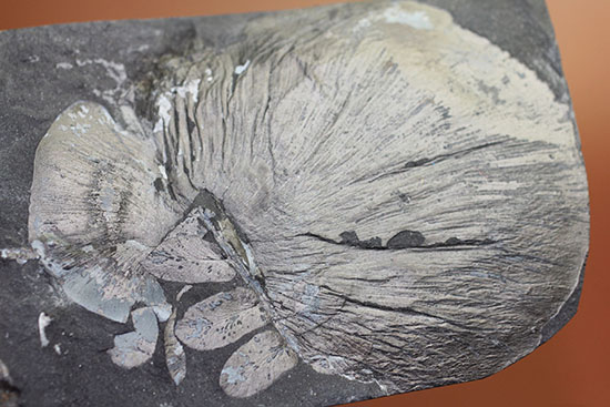 シワまで保存された見事な保存上肢帯示す石炭紀の植物化石。オールドコレクション。（その2）