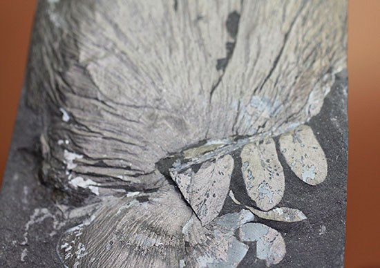 シワまで保存された見事な保存上肢帯示す石炭紀の植物化石。オールドコレクション。（その3）