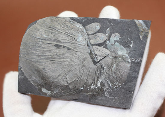 シワまで保存された見事な保存上肢帯示す石炭紀の植物化石。オールドコレクション。（その4）