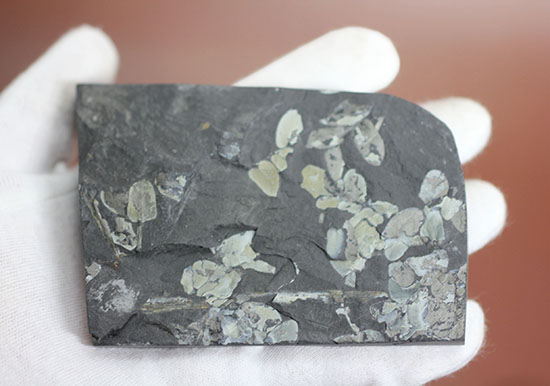 シワまで保存された見事な保存上肢帯示す石炭紀の植物化石。オールドコレクション。（その5）