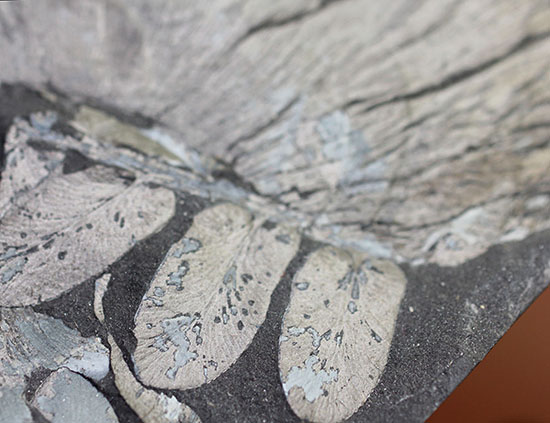 シワまで保存された見事な保存上肢帯示す石炭紀の植物化石。オールドコレクション。（その6）