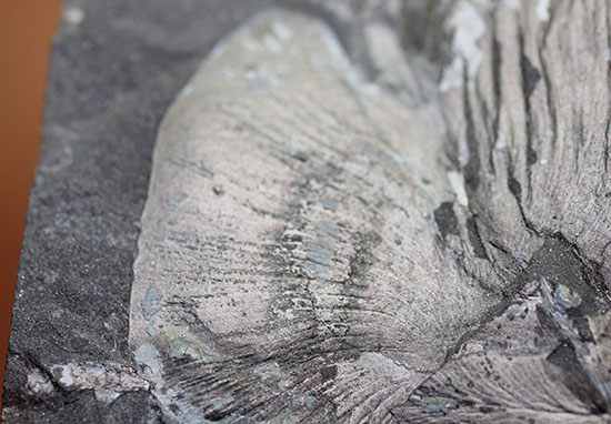 シワまで保存された見事な保存上肢帯示す石炭紀の植物化石。オールドコレクション。（その7）