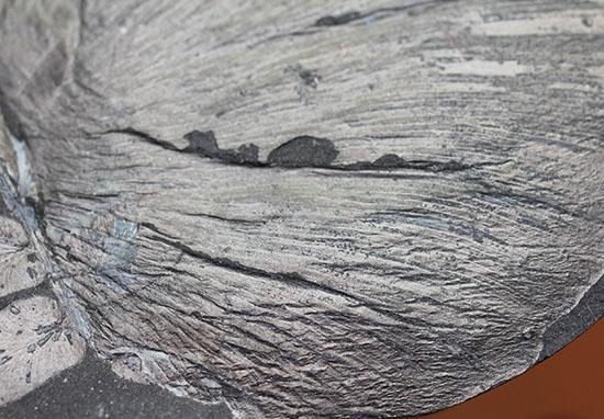 シワまで保存された見事な保存上肢帯示す石炭紀の植物化石。オールドコレクション。（その8）