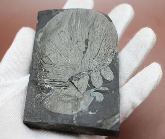 シワまで保存された見事な保存上肢帯示す石炭紀の植物化石。オールドコレクション。（その9）