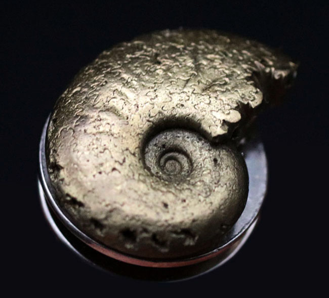 フランス産の黄鉄鉱科アンモナイトの殻のか石を使ったピンプローチ（その1）