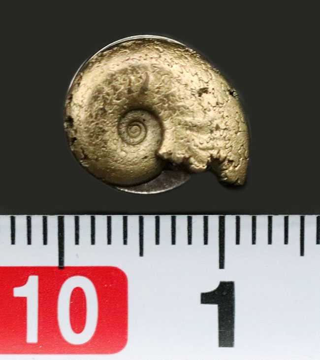 フランス産の黄鉄鉱科アンモナイトの殻のか石を使ったピンプローチ（その5）
