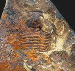 希少、カンブリア爆発によって誕生した最も初期の三葉虫の一つ、中国雲南省産レドリキア・マンスイ（Redlichia mansuyi）の化石