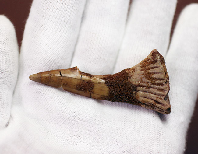 上質、古代のノコギリエイ、オンコプリスティス（Onchopristis sp）の歯化石（その3）