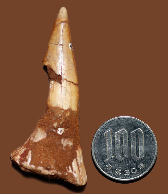上質、古代のノコギリエイ、オンコプリスティス（Onchopristis sp）の歯化石（その8）