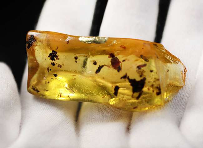 肉眼でも視認可能！さまざまなタイプの虫を内包しているマダガスカル産