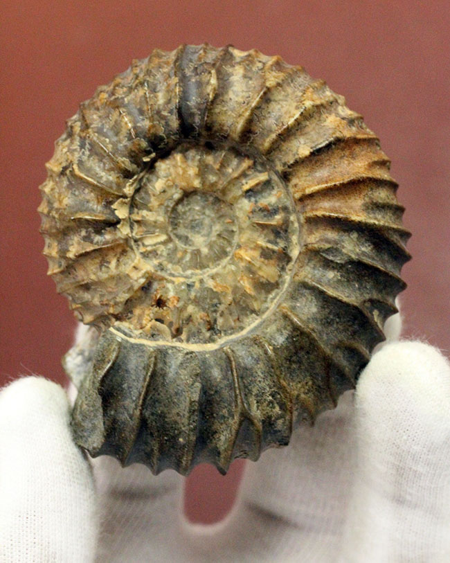 一般マーケットではあまり見かけない、珍しいロシア産アンモナイトパブロヴィア(Pavlovia sp.)の上等品(その1)