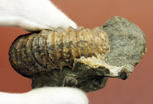 一般マーケットではあまり見かけない、珍しいロシア産アンモナイトパブロヴィア(Pavlovia sp.)の上等品(その10)