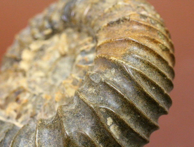 一般マーケットではあまり見かけない、珍しいロシア産アンモナイトパブロヴィア(Pavlovia sp.)の上等品(その11)