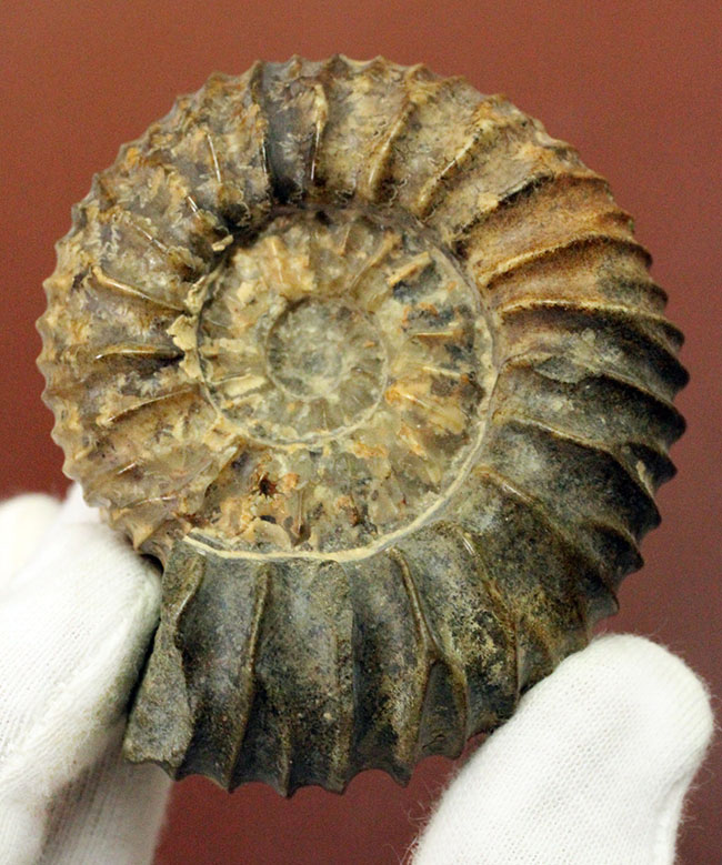 一般マーケットではあまり見かけない、珍しいロシア産アンモナイトパブロヴィア(Pavlovia sp.)の上等品(その12)