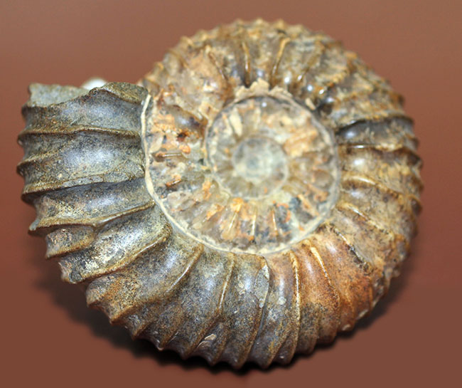 一般マーケットではあまり見かけない、珍しいロシア産アンモナイトパブロヴィア(Pavlovia sp.)の上等品(その2)