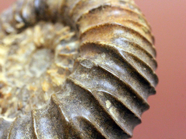 一般マーケットではあまり見かけない、珍しいロシア産アンモナイトパブロヴィア(Pavlovia sp.)の上等品(その4)