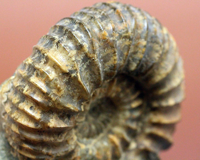 一般マーケットではあまり見かけない、珍しいロシア産アンモナイトパブロヴィア(Pavlovia sp.)の上等品(その5)