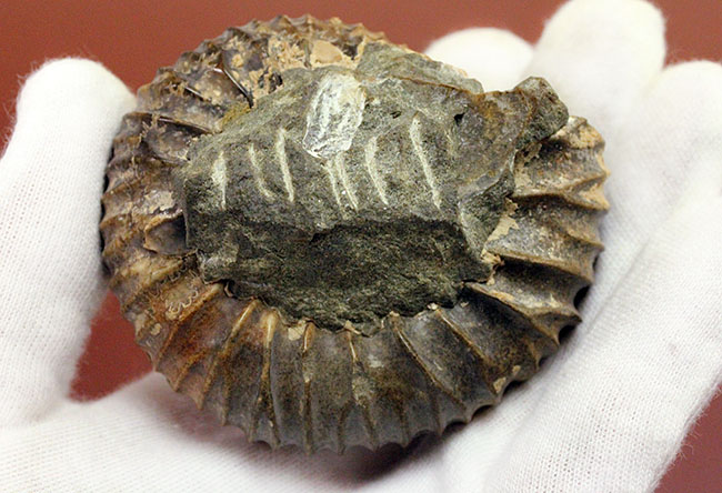 一般マーケットではあまり見かけない、珍しいロシア産アンモナイトパブロヴィア(Pavlovia sp.)の上等品(その9)