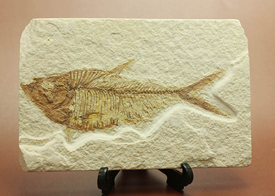 ワンオブザベスト！ワイオミング州グリーンリバー層の魚化石、ディプロミスタス(Diplomystus dentatus)（その1）