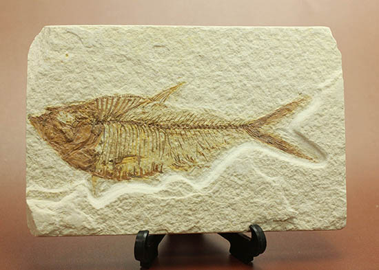 ワンオブザベスト!ワイオミング州グリーンリバー層の魚化石、ディプロミスタス(Diplomystus dentatus)(その1)