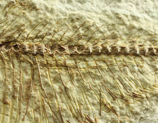 ワンオブザベスト！ワイオミング州グリーンリバー層の魚化石、ディプロミスタス(Diplomystus dentatus)（その10）