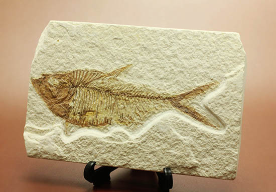 ワンオブザベスト！ワイオミング州グリーンリバー層の魚化石、ディプロミスタス(Diplomystus dentatus)（その12）