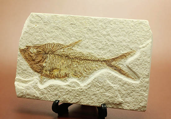 ワンオブザベスト!ワイオミング州グリーンリバー層の魚化石、ディプロミスタス(Diplomystus dentatus)(その12)