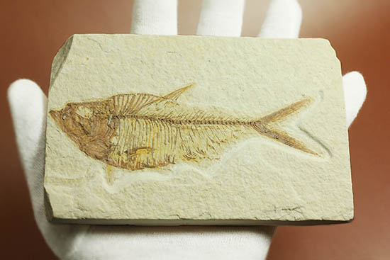 ワンオブザベスト！ワイオミング州グリーンリバー層の魚化石、ディプロミスタス(Diplomystus dentatus)（その13）