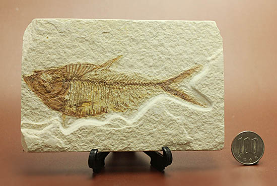 ワンオブザベスト！ワイオミング州グリーンリバー層の魚化石、ディ