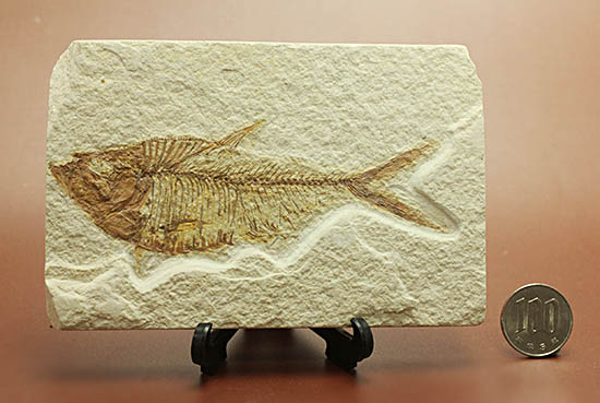 ワンオブザベスト！ワイオミング州グリーンリバー層の魚化石、ディプロミスタス(Diplomystus dentatus)（その14）