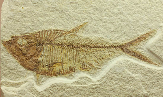 ワンオブザベスト!ワイオミング州グリーンリバー層の魚化石、ディプロミスタス(Diplomystus dentatus)(その2)