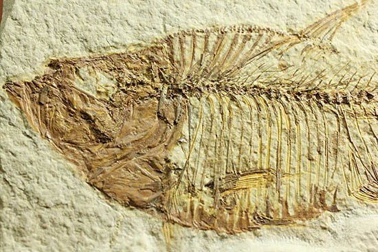 ワンオブザベスト!ワイオミング州グリーンリバー層の魚化石、ディプロミスタス(Diplomystus dentatus)(その3)
