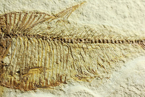 ワンオブザベスト!ワイオミング州グリーンリバー層の魚化石、ディプロミスタス(Diplomystus dentatus)(その4)