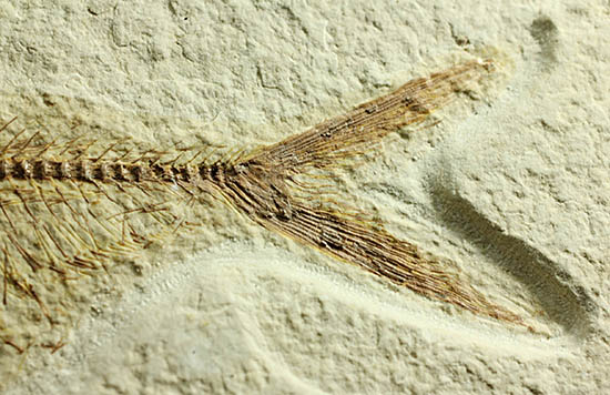 ワンオブザベスト！ワイオミング州グリーンリバー層の魚化石、ディプロミスタス(Diplomystus dentatus)（その5）