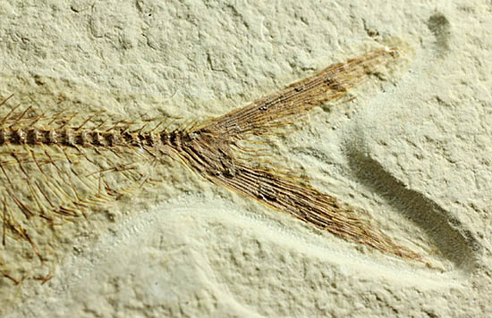 ワンオブザベスト!ワイオミング州グリーンリバー層の魚化石、ディプロミスタス(Diplomystus dentatus)(その5)