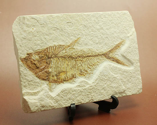 ワンオブザベスト！ワイオミング州グリーンリバー層の魚化石、ディプロミスタス(Diplomystus dentatus)（その6）