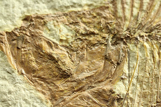 ワンオブザベスト！ワイオミング州グリーンリバー層の魚化石、ディプロミスタス(Diplomystus dentatus)（その8）