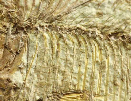 ワンオブザベスト！ワイオミング州グリーンリバー層の魚化石、ディプロミスタス(Diplomystus dentatus)（その9）