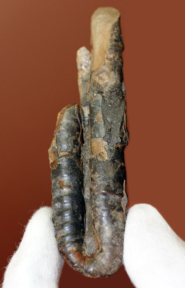 北海道を代表する異常巻きアンモナイトの一つ、ポリプチコセラス（Polyptychoceras sp.)（その1）