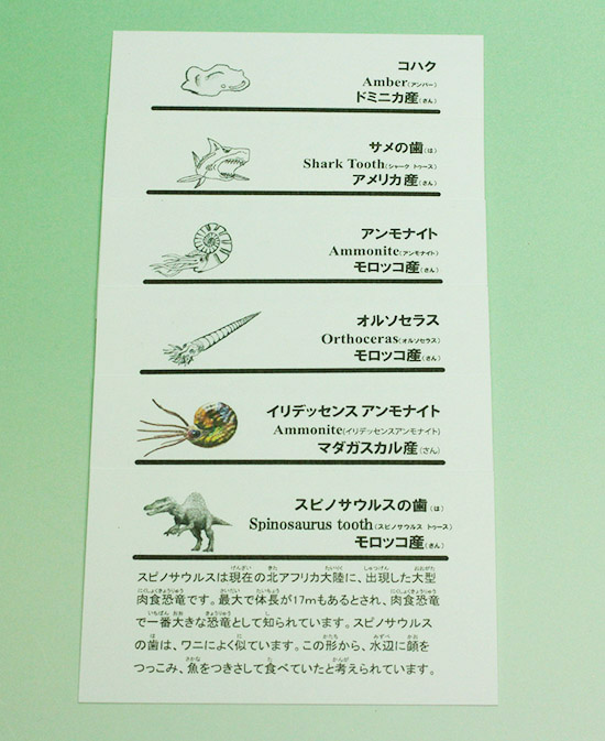本物化石バラエティセットC 子ども用クリスマスプレゼントに最適!ラッピング無料!(オルソセラス大またはゴニアタイト大、光るファイヤーアンモナイト、ヘマタイトアンモナイト、スピノサウルスの歯、古代サメの歯、琥珀)(その15)