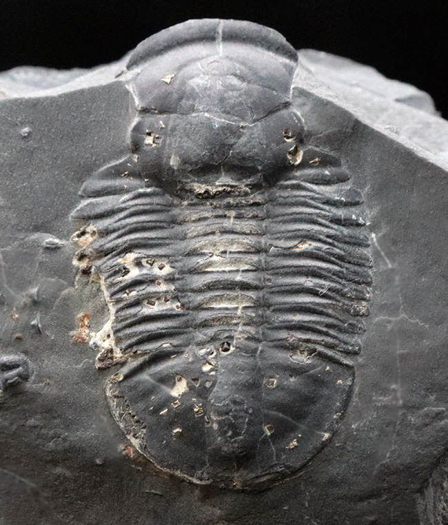 エルラシア・キンギではありません!最古の三葉虫の一つ、アサフィスカス・ウェーレリ(Asaphiscus wheeleri)(その2)