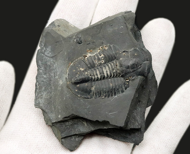 エルラシア・キンギではありません!最古の三葉虫の一つ、アサフィスカス・ウェーレリ(Asaphiscus wheeleri)(その4)