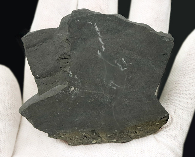 エルラシア・キンギではありません!最古の三葉虫の一つ、アサフィスカス・ウェーレリ(Asaphiscus wheeleri)(その5)