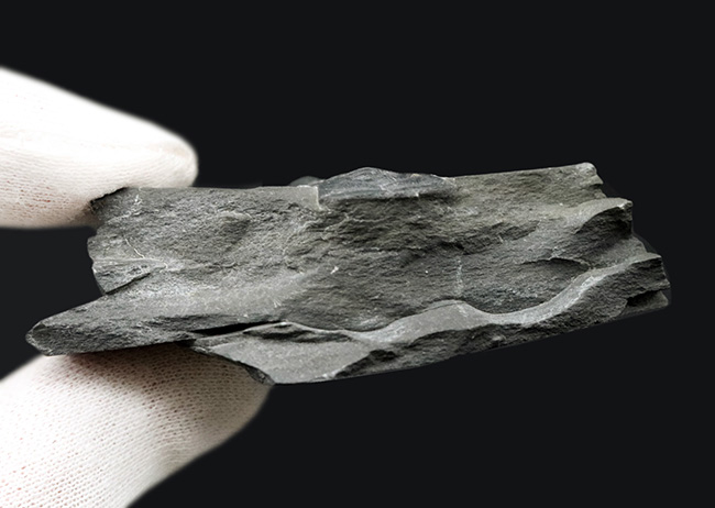 エルラシア・キンギではありません!最古の三葉虫の一つ、アサフィスカス・ウェーレリ(Asaphiscus wheeleri)(その6)
