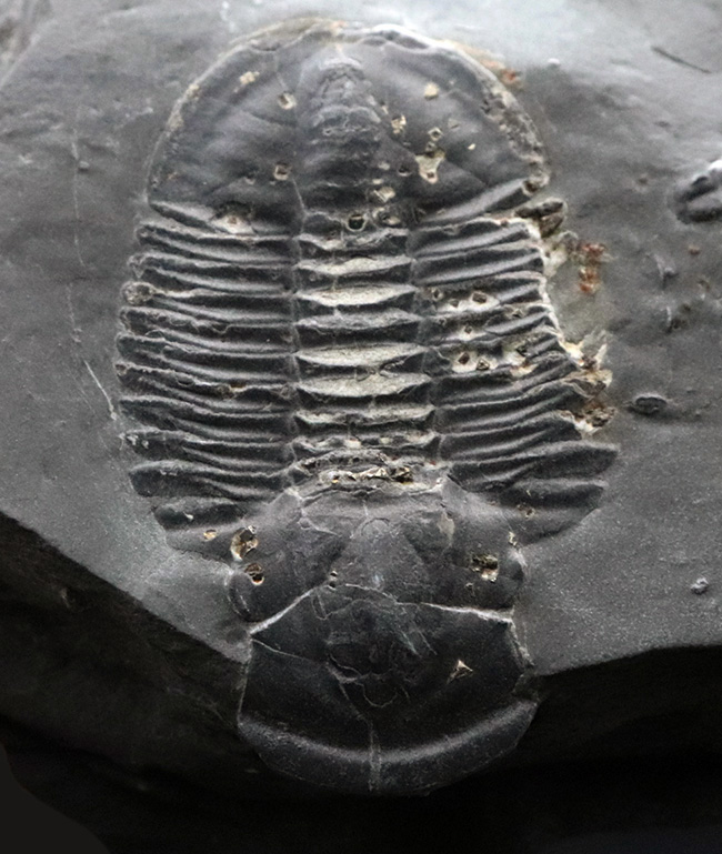 帯電防止処理加工 三葉虫【Asaphiscus wheeleri】(アメリカ