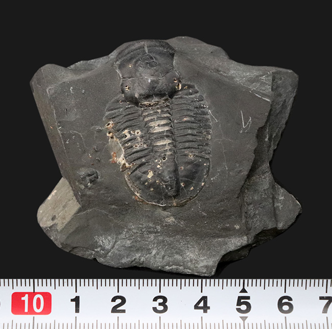 エルラシア・キンギではありません!最古の三葉虫の一つ、アサフィスカス・ウェーレリ(Asaphiscus wheeleri)(その8)