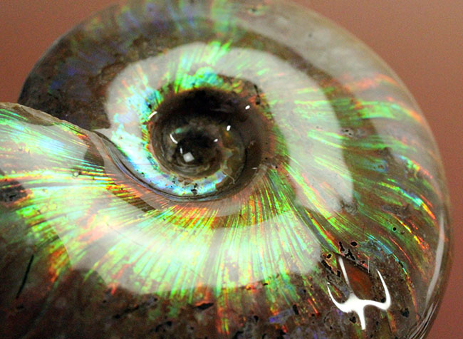 青!青!青!マダガスカル産のイリデッセンス(iridescence)アンモナイト、クレオニセラス。(その7)
